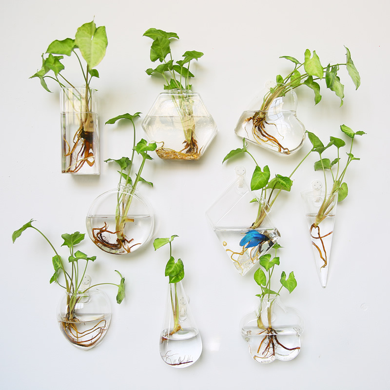 壁掛けガラステラリウム - 自動給水式水耕栽培プランター（家 - Self-Watering Planter のレビューと価格