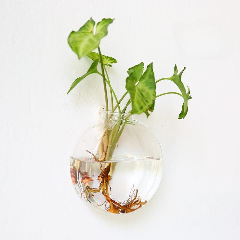 壁掛けガラステラリウム - 自動給水式水耕栽培プランター（家 - Self-Watering Planter のレビューと価格